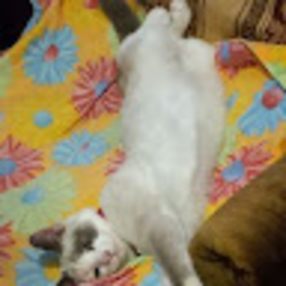 Meet your Posher, Mayo